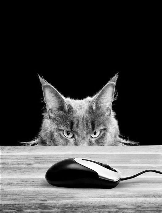 Cat and mouse.jpg