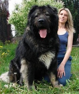 caucasian-shepherd1.jpg