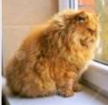 Fat grumpy cat.png
