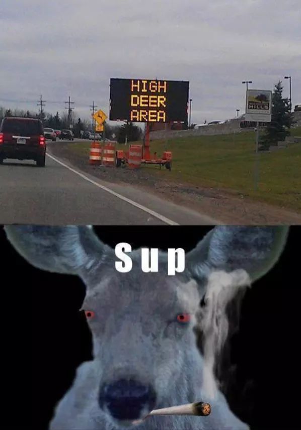 High deer.jpg