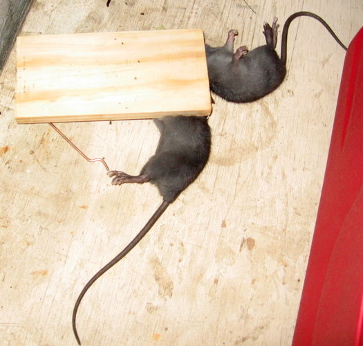 DIY Electric Mouse Trap at home / How to make Electronic Rat Trap