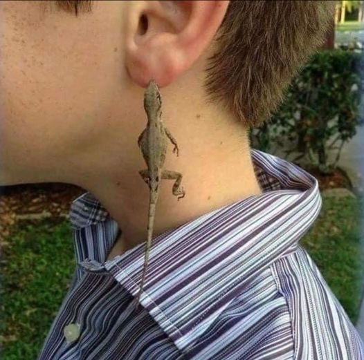 Lizard on ear.jpg