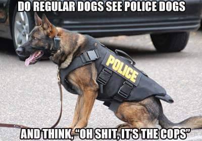 Police dogs.jpg