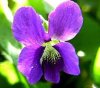 Viola cucullata.jpg